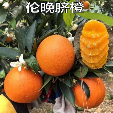 財丁|臍橙栽培管理及成本分析